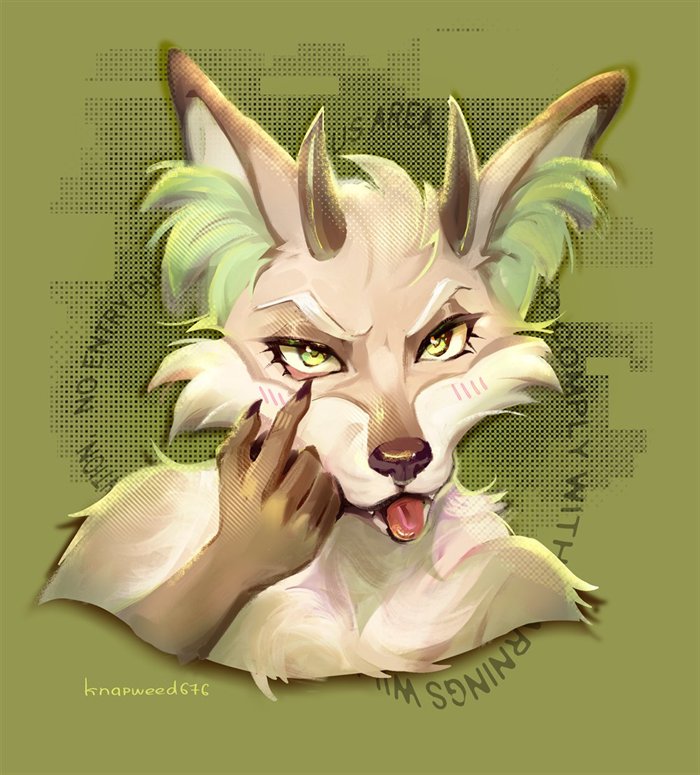 Saladthefox